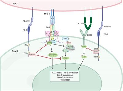 The Neonatal Innate Immune Response to Sepsis: Checkpoint Proteins as Novel Mediators of This Response and as Possible Therapeutic/Diagnostic Levers